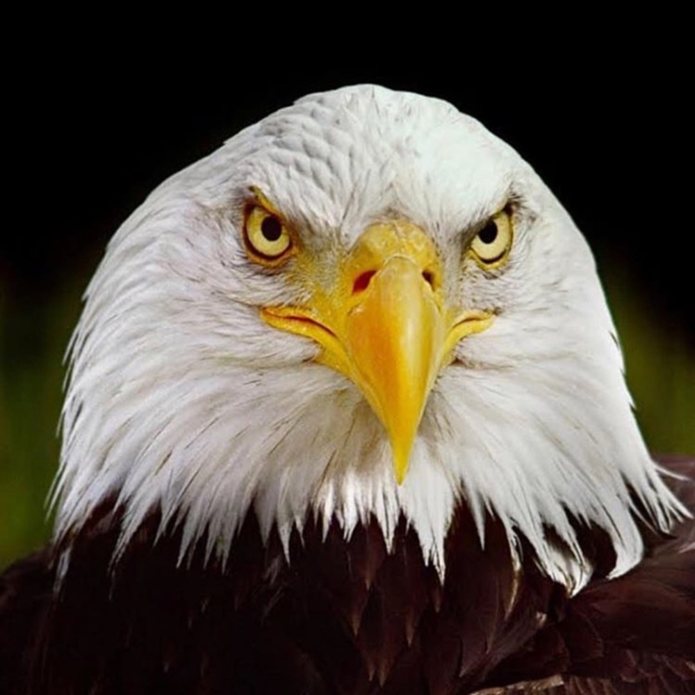 Meet your Posher, Liza